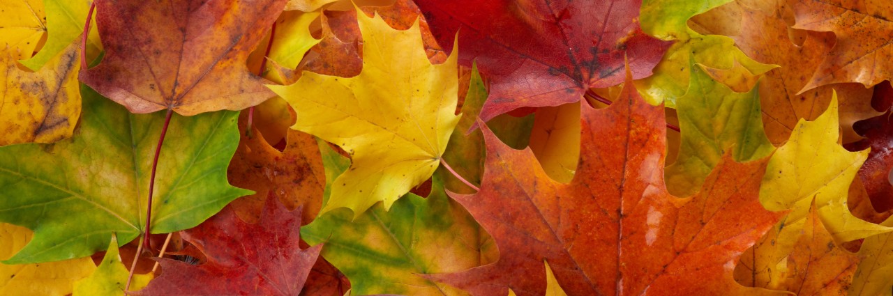 autumn leaves