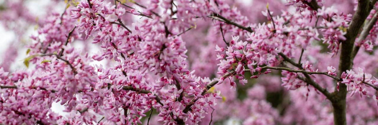 Redbud tree